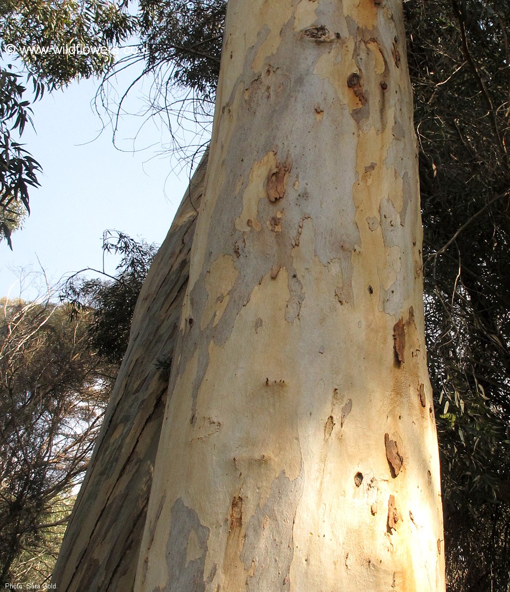   Eucalyptus cladocalyx